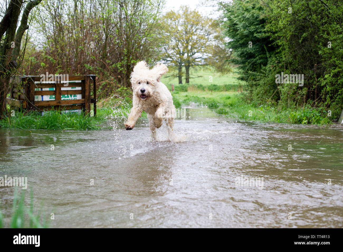 Jumping Over Puddle Stock Photos & Jumping Over Puddle Stock Images Alamy