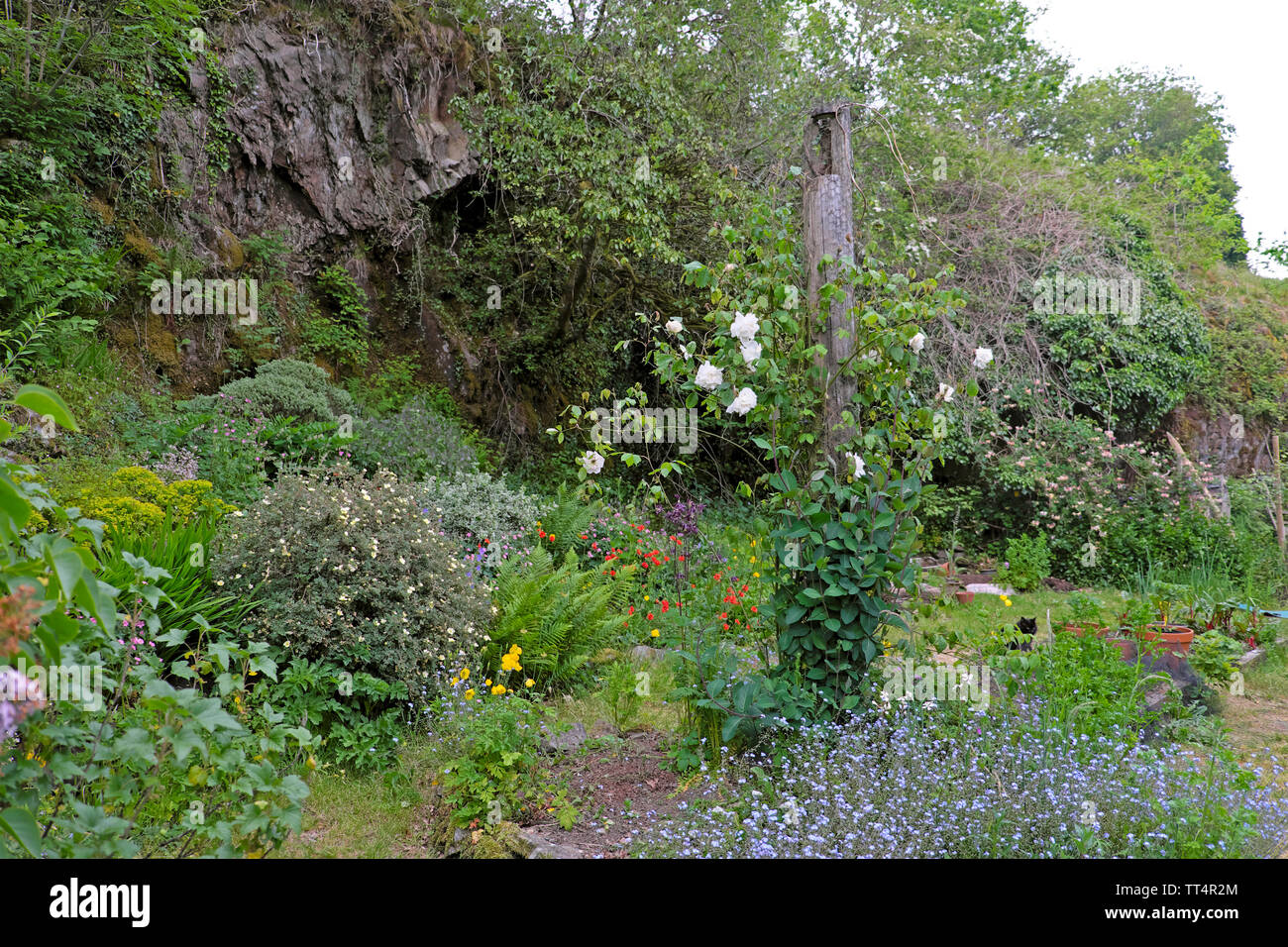 Mme alfred carriere rose hi-res stock photography and images - Alamy