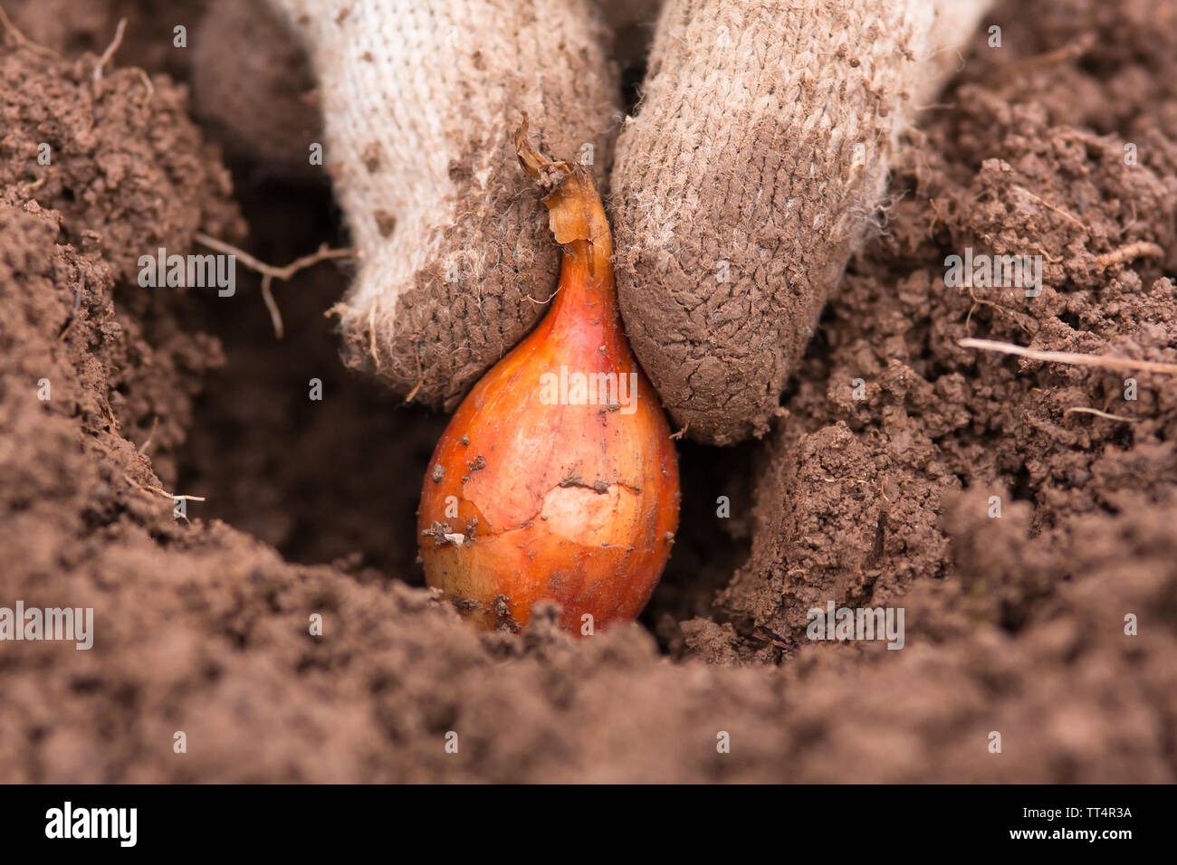 hand in glove planting onion in the vegetable garden Stock Photo