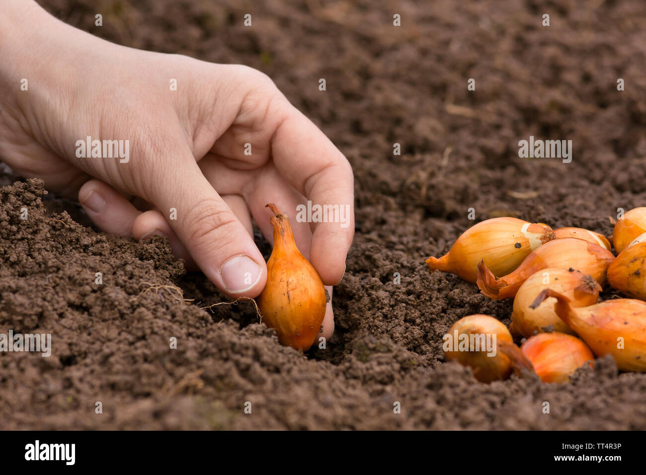 hand planting set onion in the vegetable garden Stock Photo