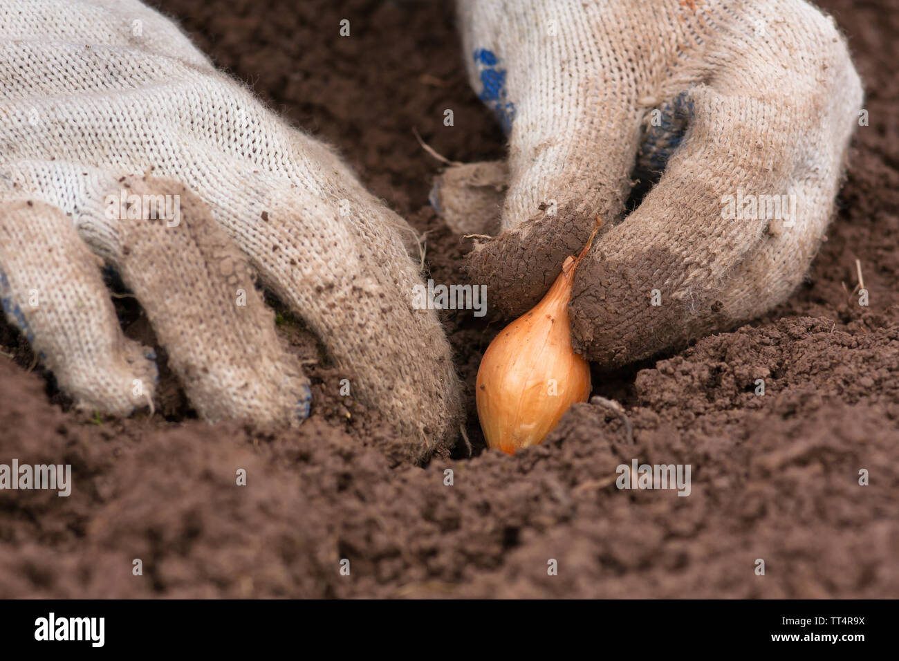 hands in gloves planting onion in the vegetable garden Stock Photo