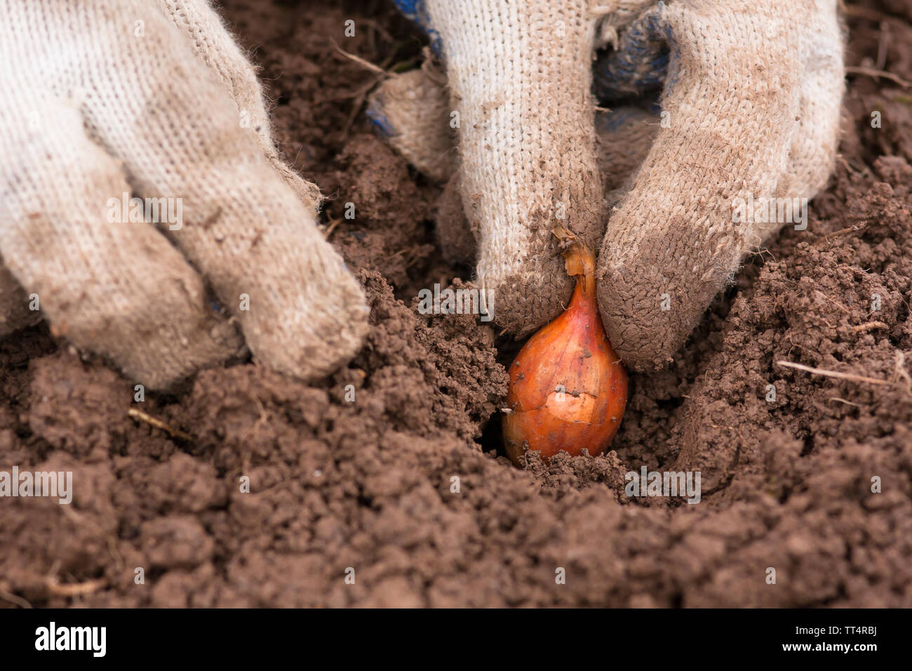 hands in gloves planting onion in the vegetable garden Stock Photo