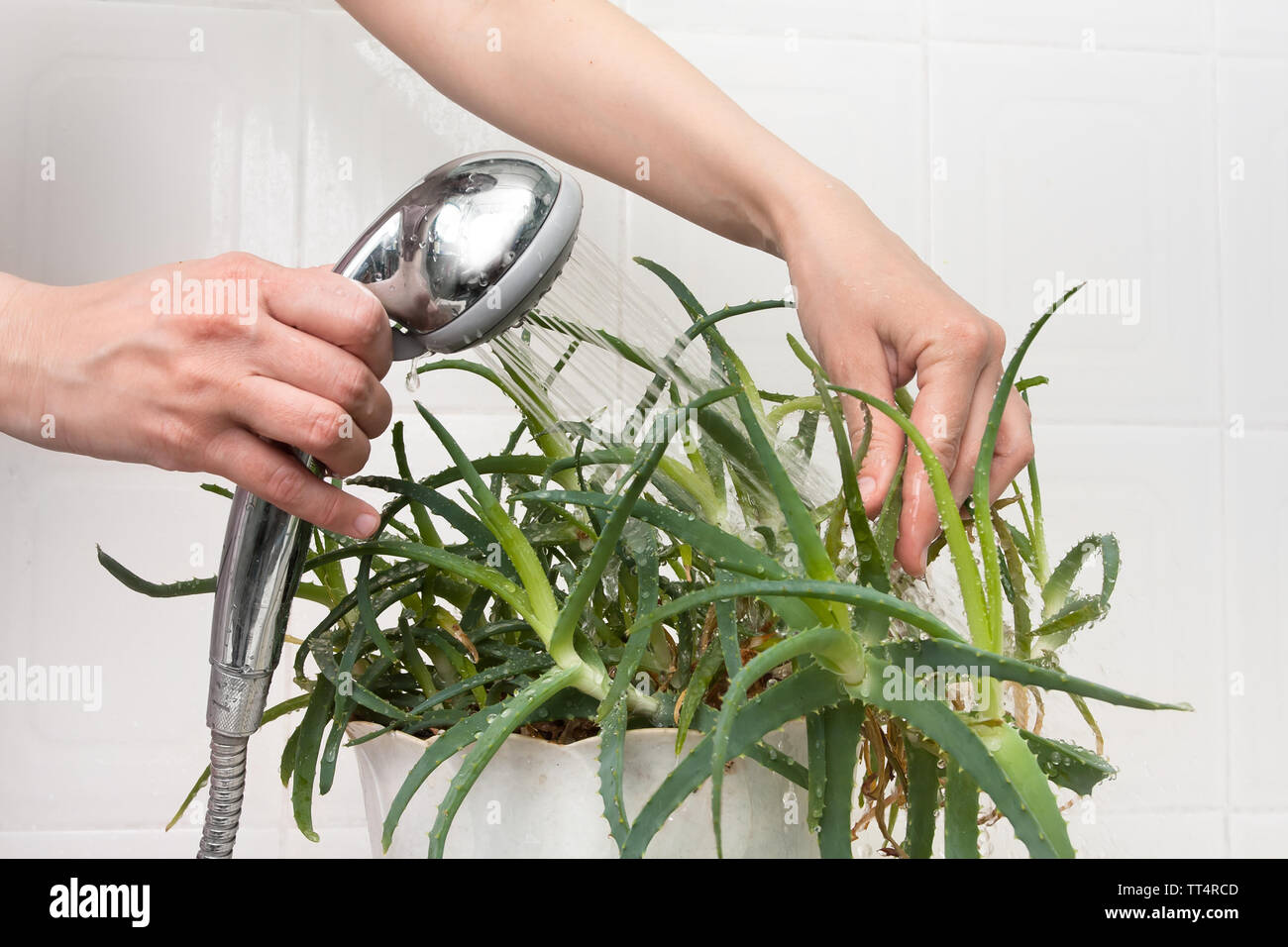 hands pouring from the shower aloe plant to clean dust off and hydrate it Stock Photo