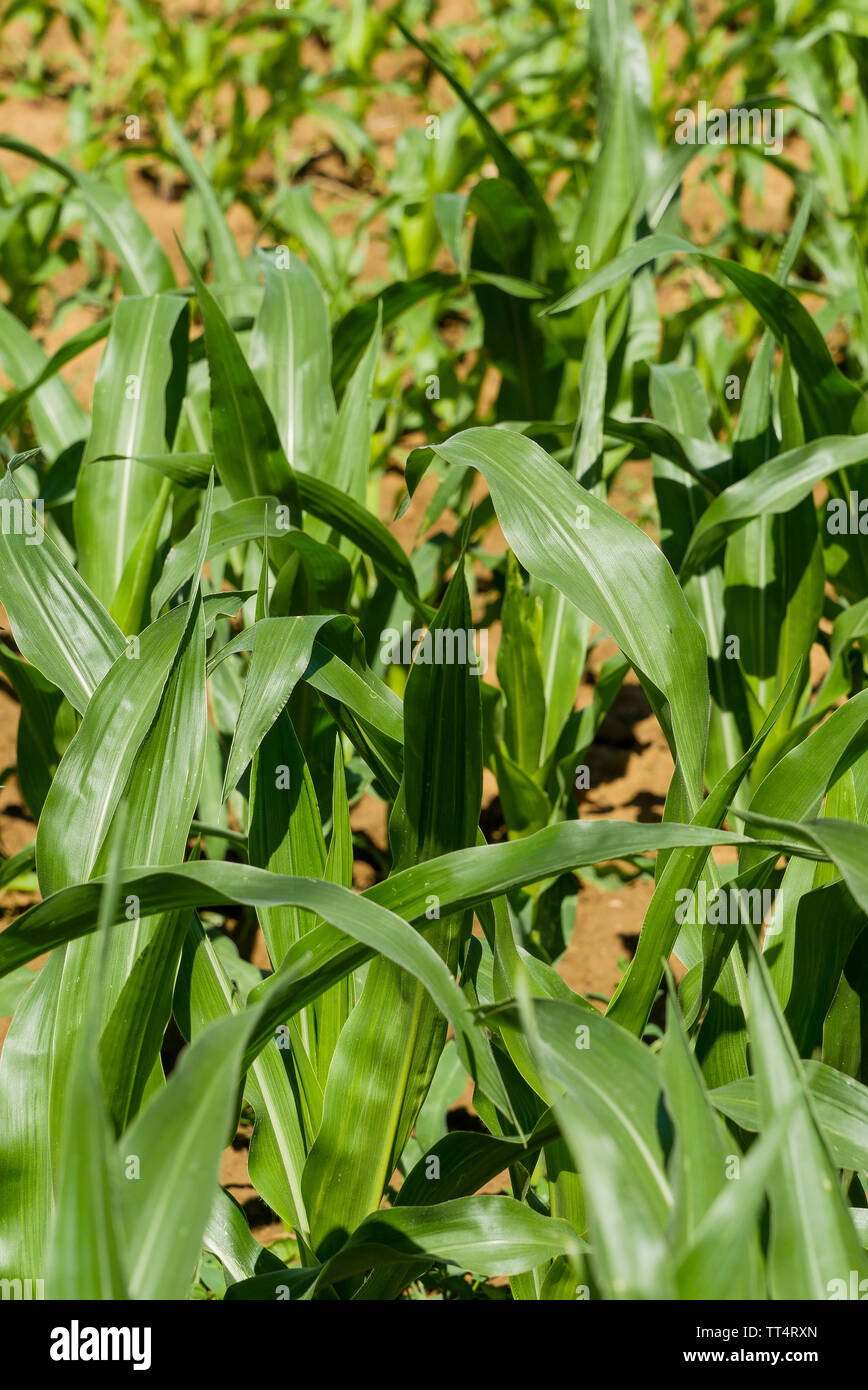 Agriculture, still green corn field, France Stock Photo Alamy