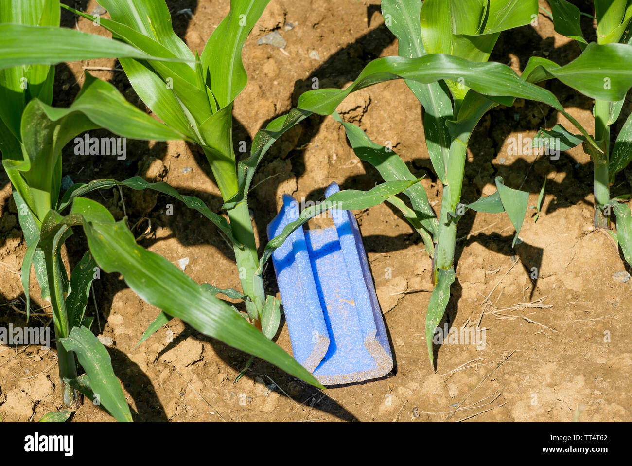 Pollution, a piece of plastic abandoned in a corn field, France Stock Photo