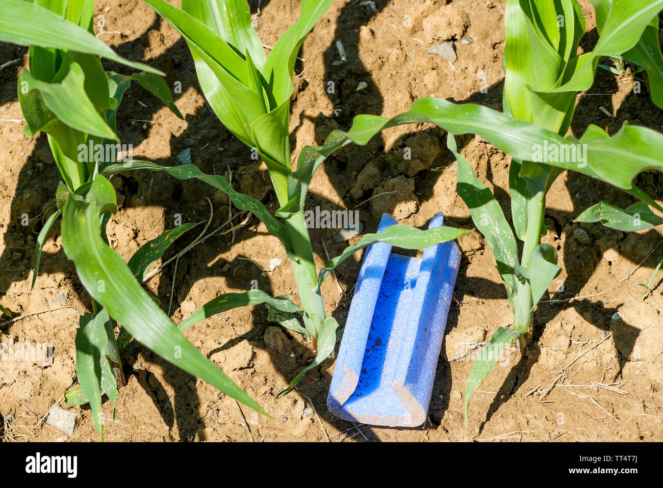 Pollution, a piece of plastic abandoned in a corn field, France Stock Photo