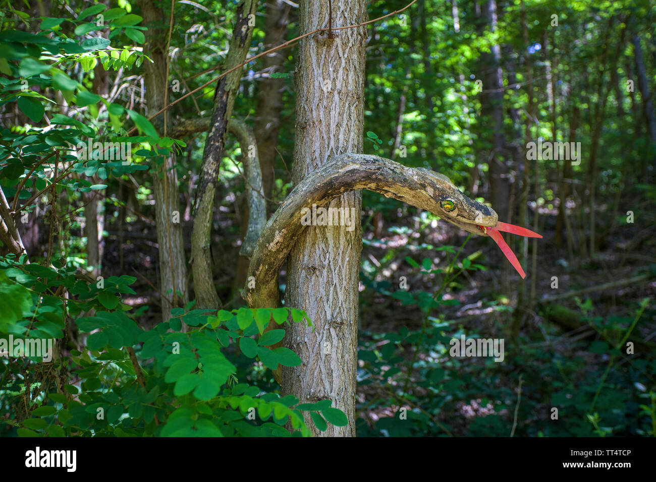 Aus einem Ast geschnitzte Schlange am Waldgeisterweg, Oberotterbach, Südliche Weinstrasse, Rheinland-Pfalz, Deutschland | Carved snake on a tree trunk Stock Photo