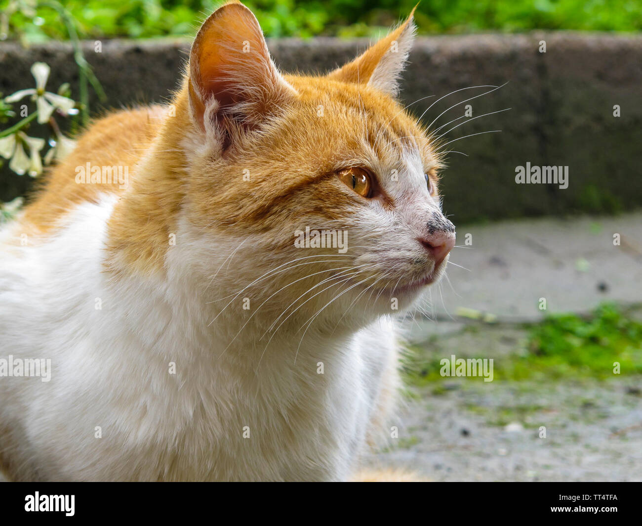 Red white Domestic Cat Stock Photo