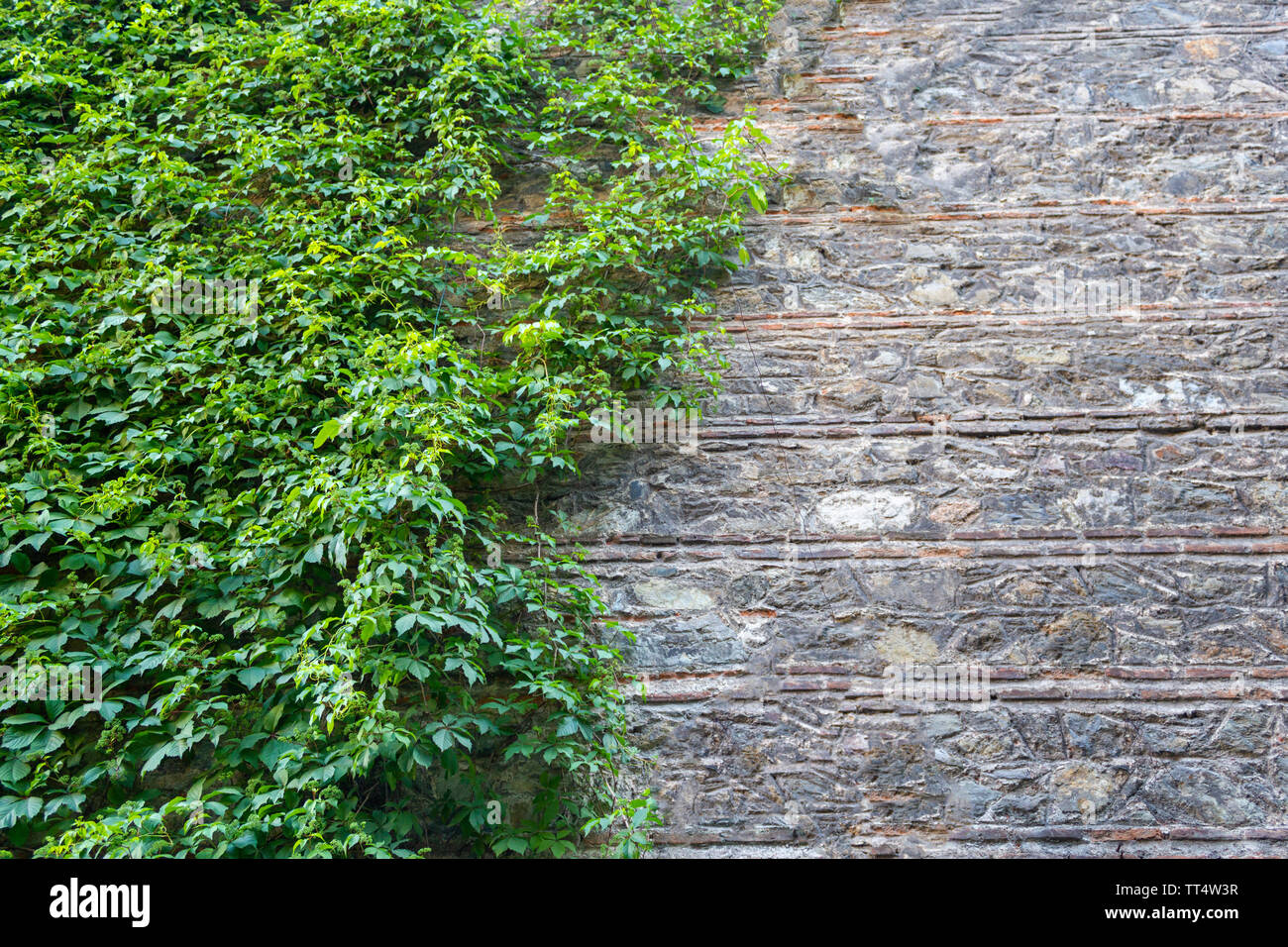 Green ivy leaves on stone wall background Stock Photo