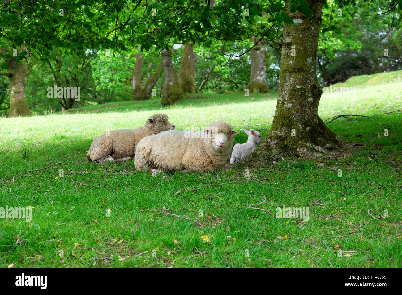 Dorset sheep and lamb sitting under a tree on a farm in spring Llandovery, Carmarthenshire Wales UK  KATHY DEWITT Stock Photo