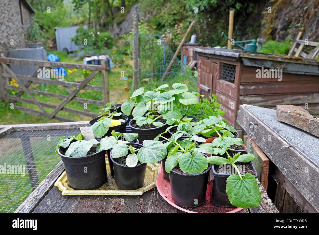 A group of courgette plants sitting on a garden shed outside in small pots ready for transplanting in a country garden in May Wales UK KATHY DEWITT Stock Photo