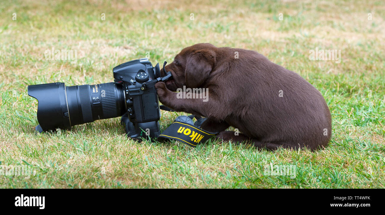 Chocolate Labrador Puppies playing with a Nikon Camera Stock Photo Alamy