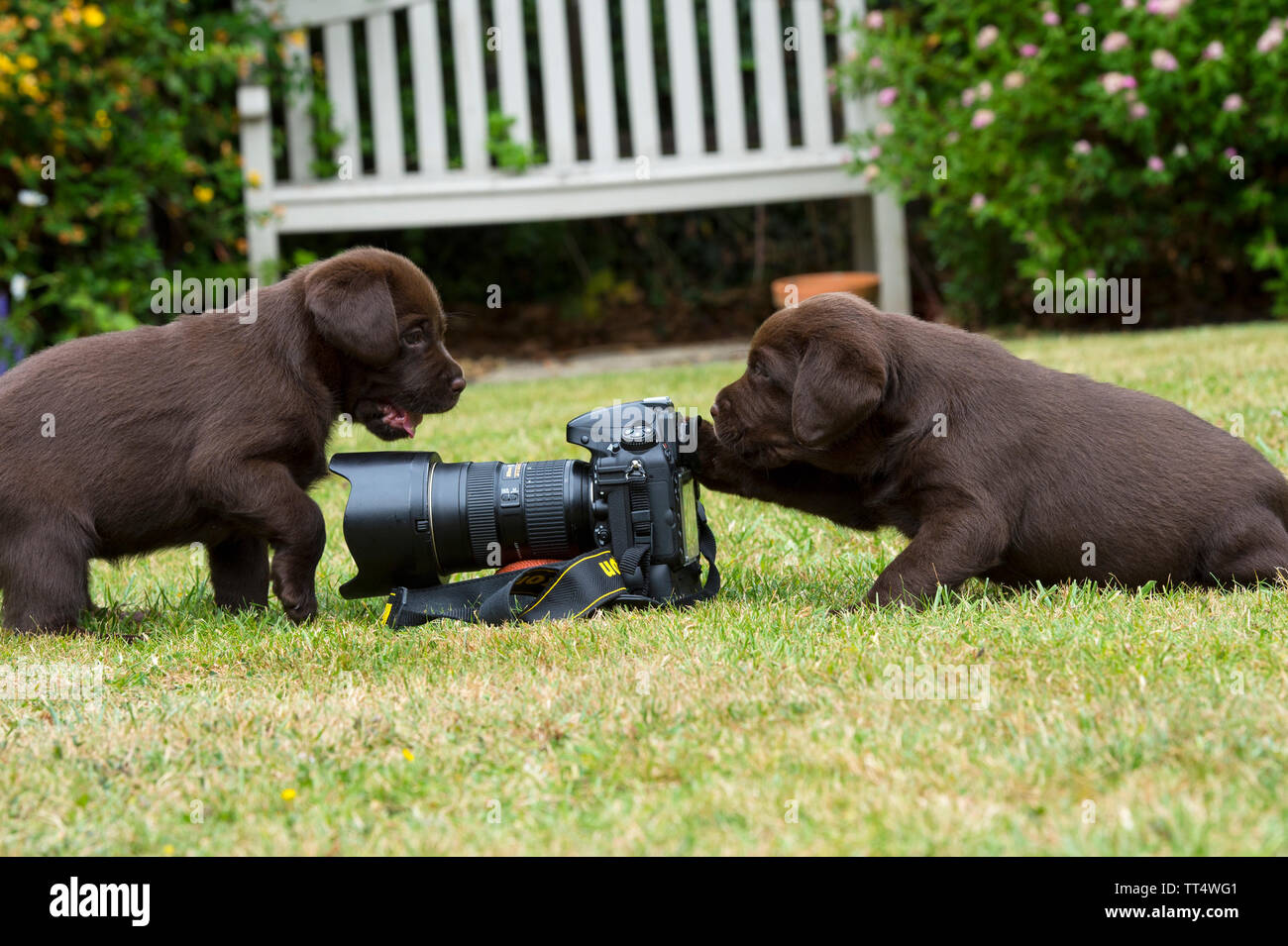 Chocolate Labrador Puppies playing with a Nikon Camera Stock Photo Alamy