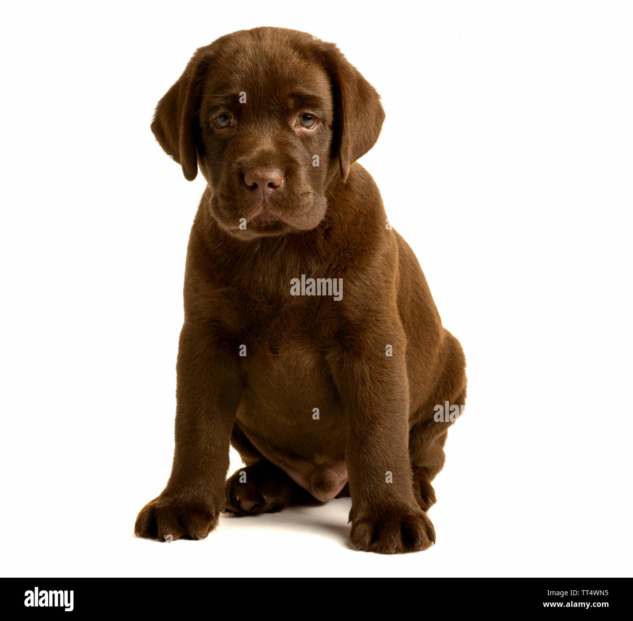 Chocolate Labrador Puppy Portrait Stock Photo Alamy