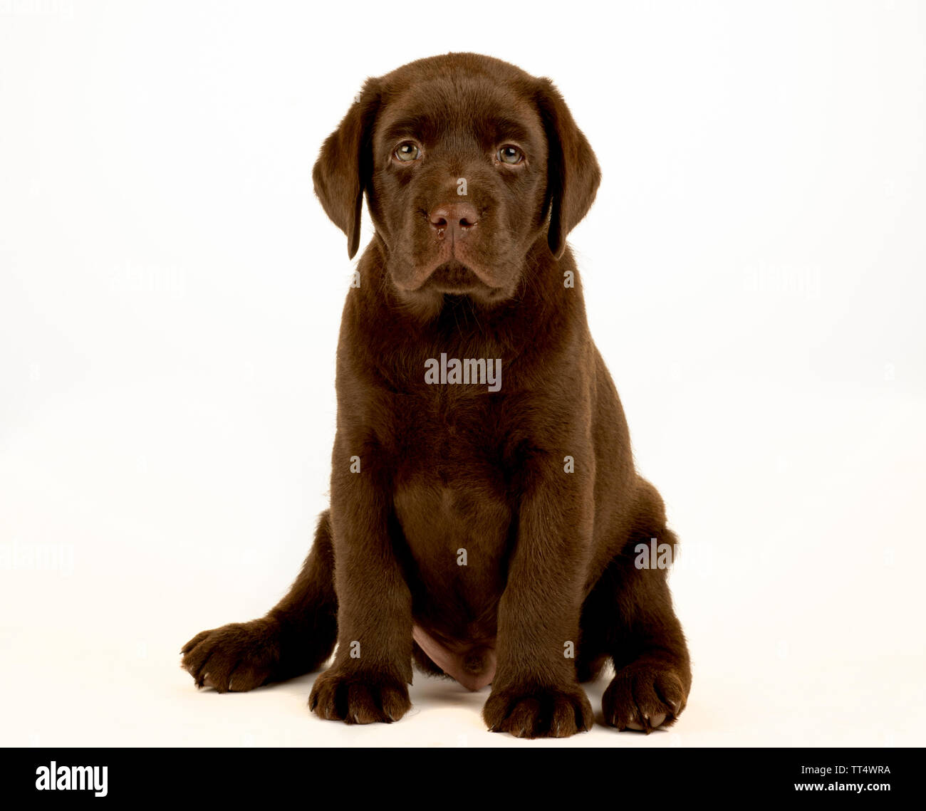 Chocolate Labrador Puppy Portrait Stock Photo - Alamy