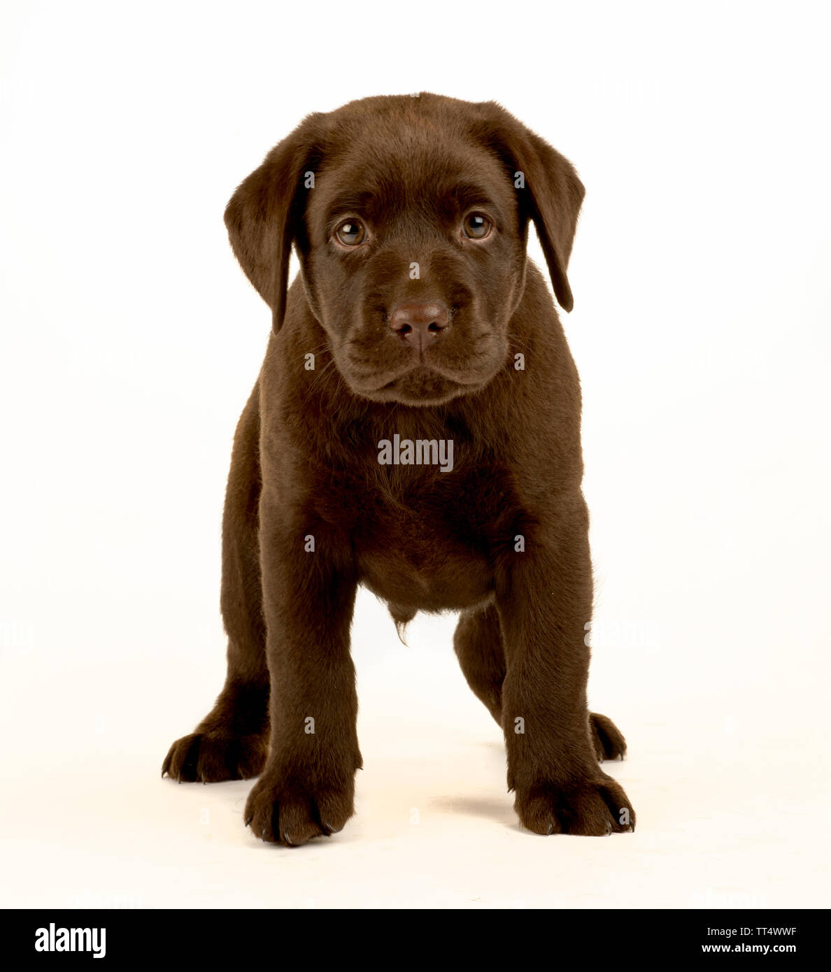 Chocolate Labrador Puppy Portrait Stock Photo Alamy