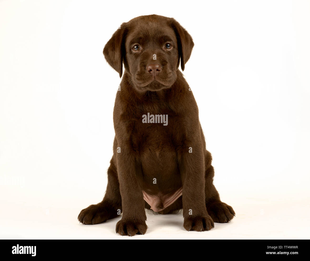 Chocolate Labrador Puppy Portrait Stock Photo Alamy