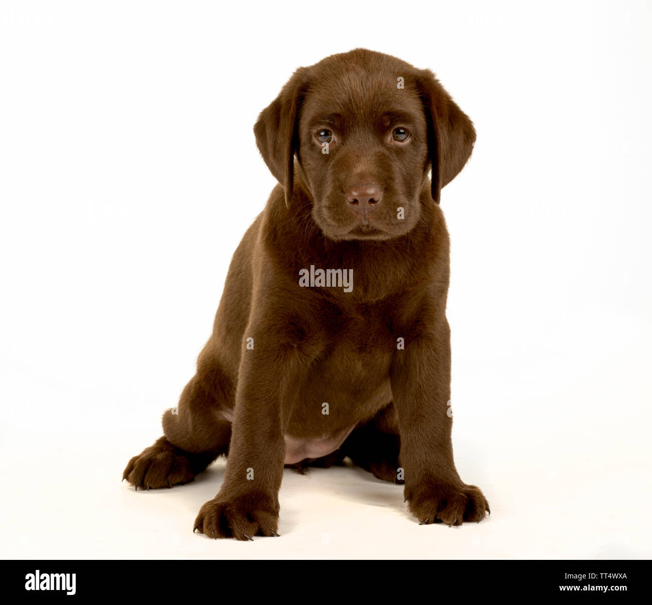 Chocolate Labrador Puppy Portrait Stock Photo - Alamy