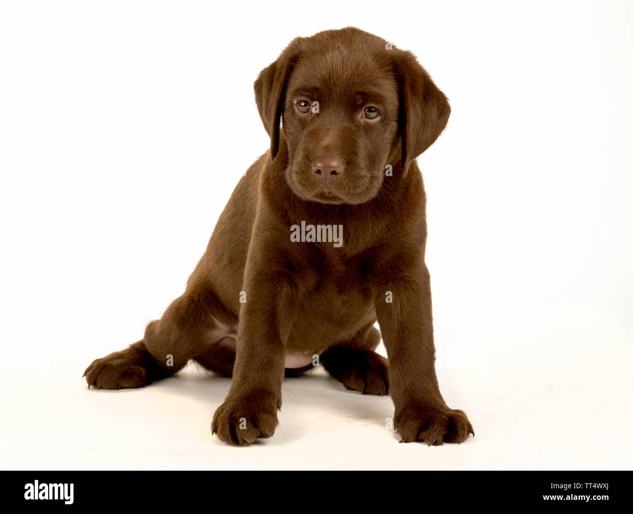 Chocolate Labrador Puppy Portrait Stock Photo - Alamy