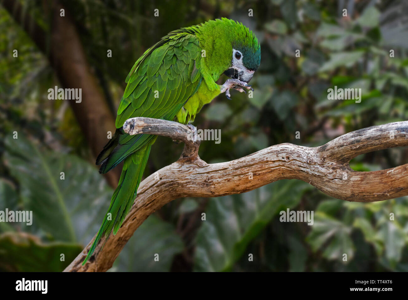 Red-shouldered macaw (Diopsittaca nobilis) perched in tree, South American parrot native to Venezuela, the Guianas, Bolivia, Brazil, and Peru Stock Photo