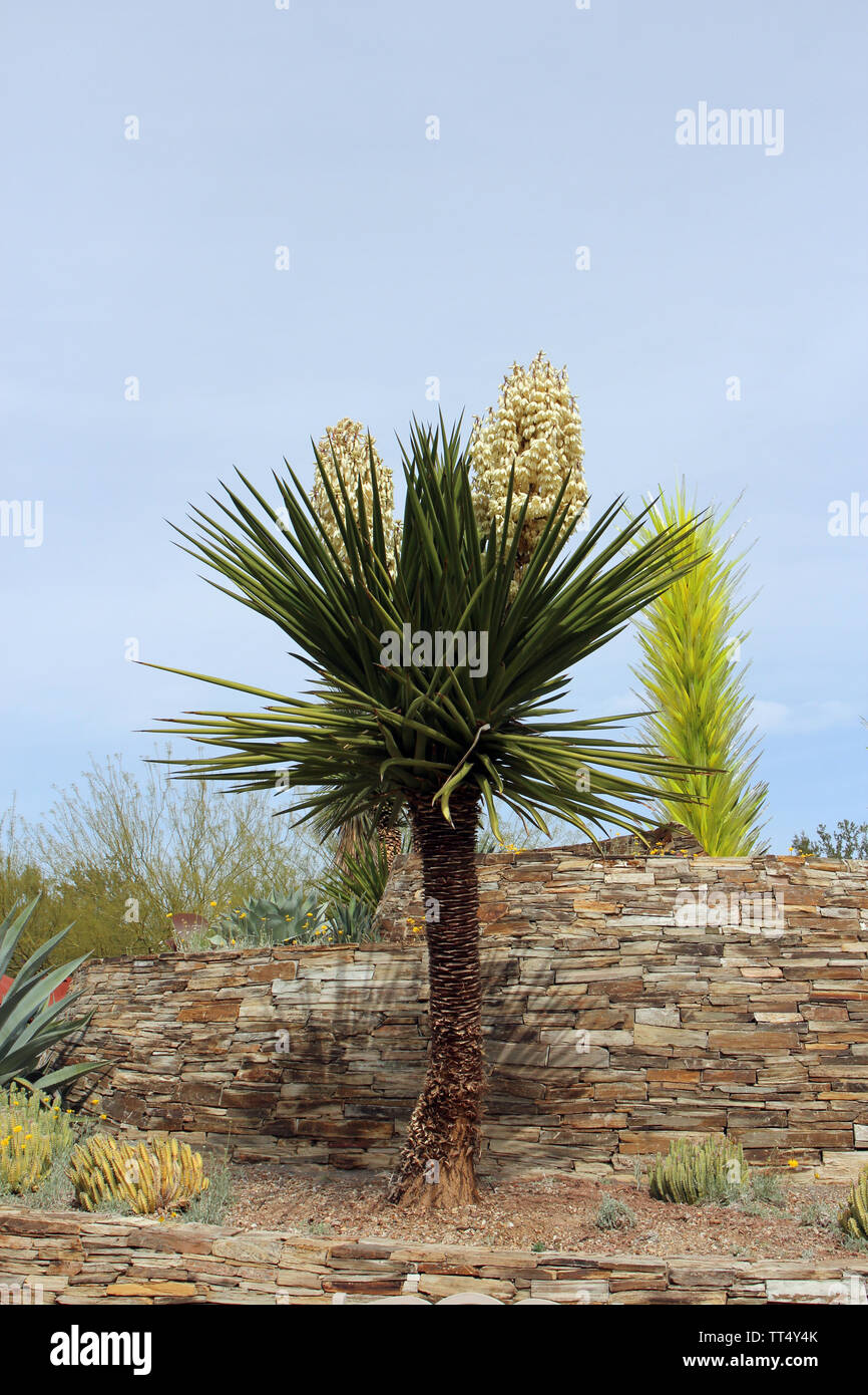 A Desert Landscape Featuring A Profusely Flowering Mojave Yucca Plant In Front Of A Stone Wall In Arizona Usa Stock Photo Alamy