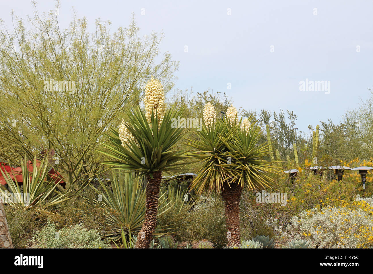 A desert landscape featuring profusely flowering Mojave Yucca plants, aloe, Desert Marigolds, and a Palo Verde Tree in Arizona, USA Stock Photo
