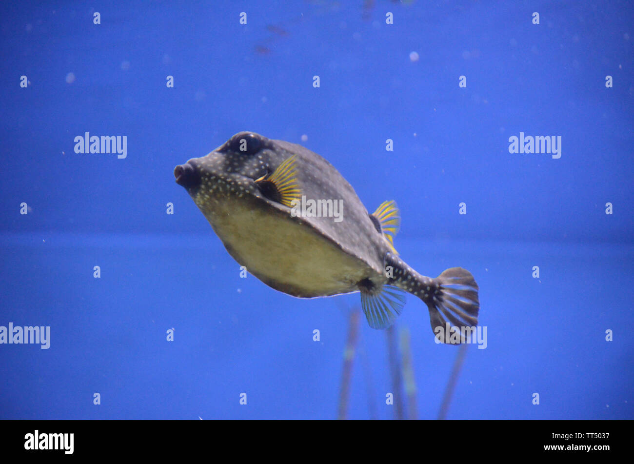 picture showing spotted trunkfish from blow against vibrant blue background Stock Photo