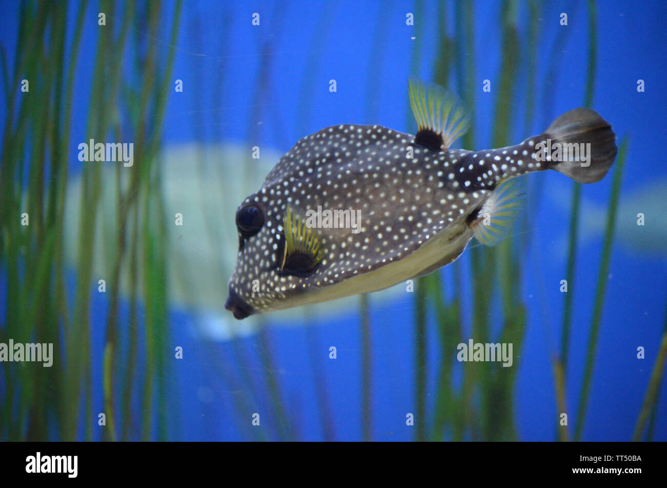 trunkfish with spotted patten glistening as it swims through deep blue water Stock Photo