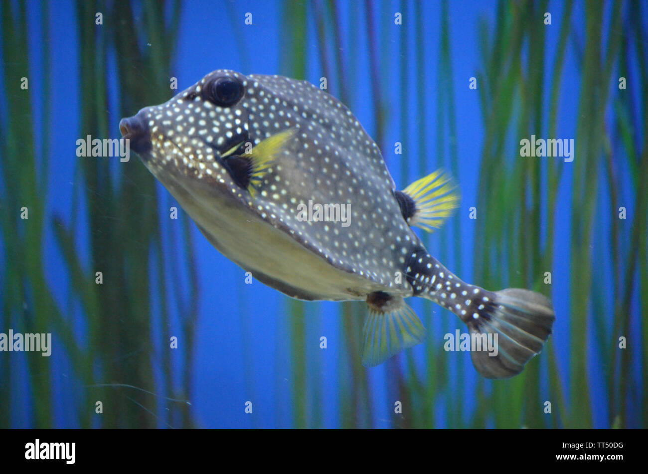 spotted trunkfish featured in foreground with blue and green background Stock Photo