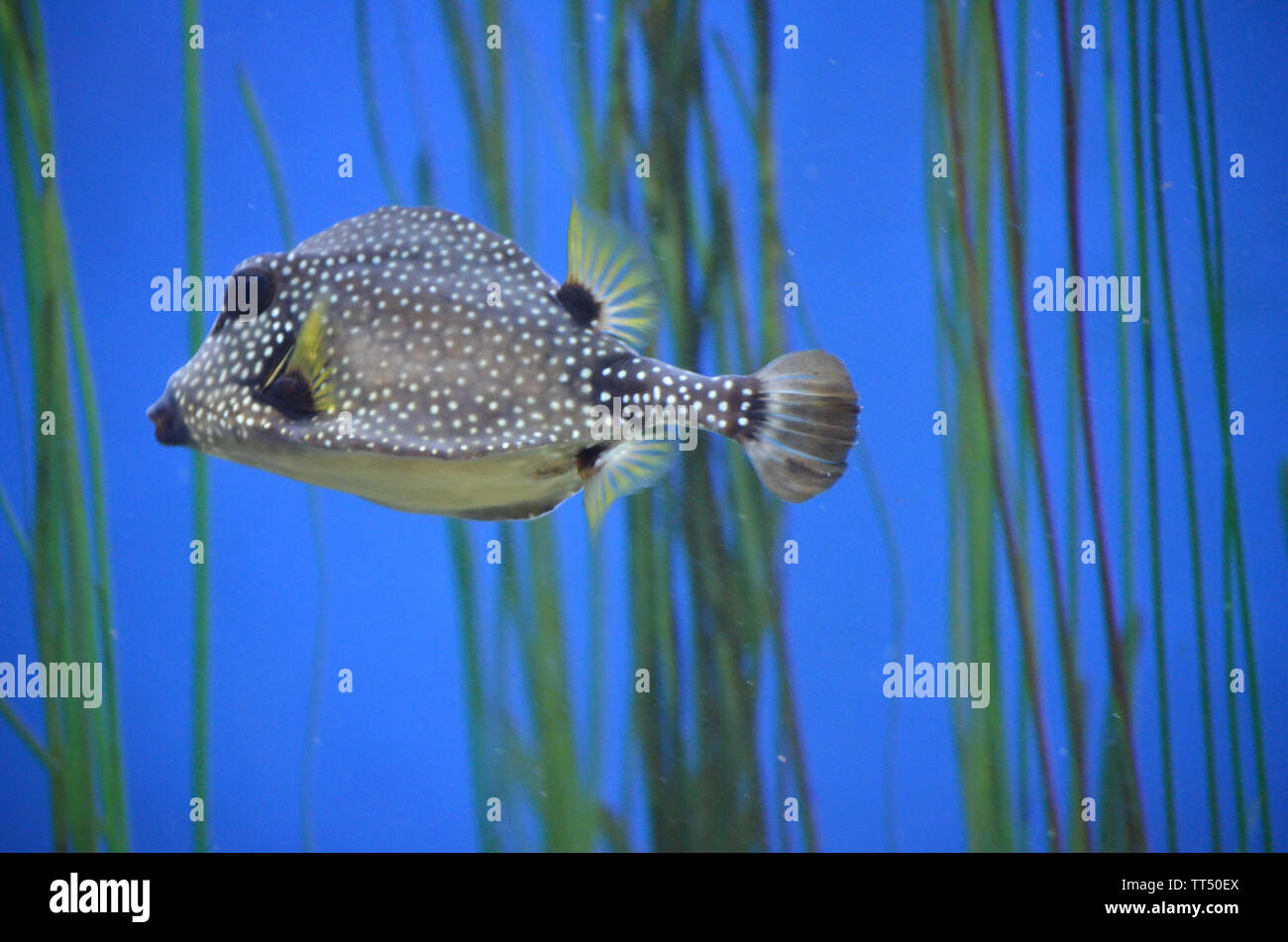 Striking picture of spotted Trunkfish swimming with deep blue background Stock Photo