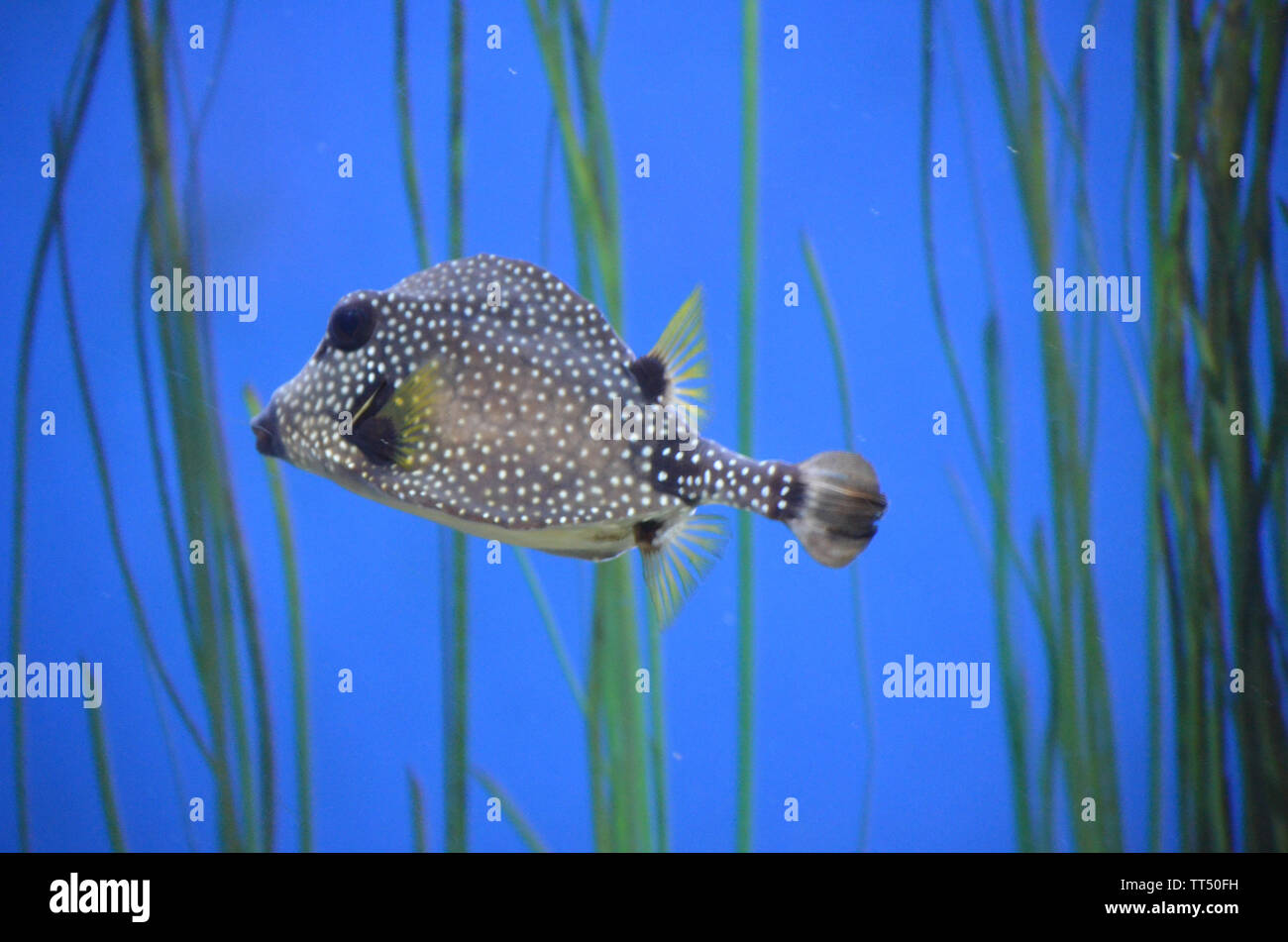 Smooth Trunkfish swimming through the deep blue sea Stock Photo