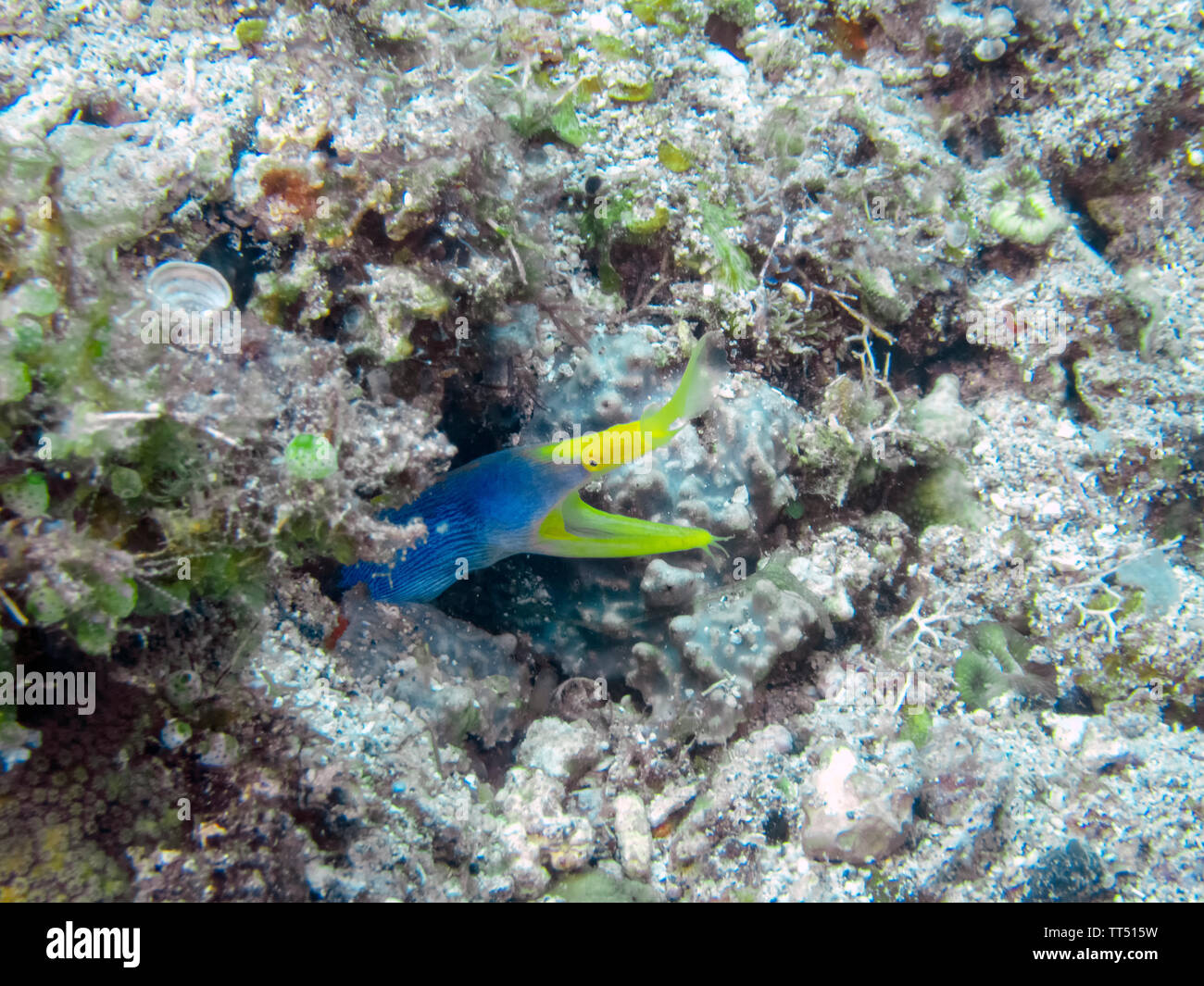 Blue and yellow ribbon eel hi-res stock photography and images - Alamy