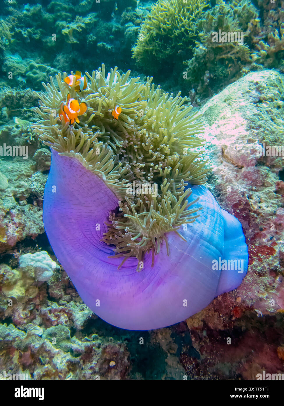 A Magnificent Anemone (Heteractis magnifica) Stock Photo