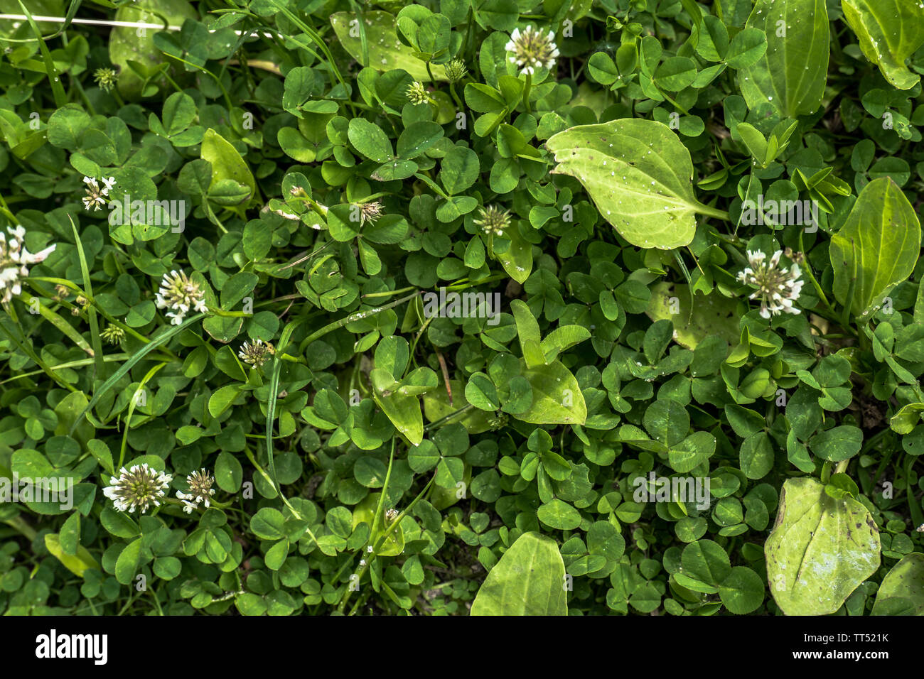 Green clover background Stock Photo