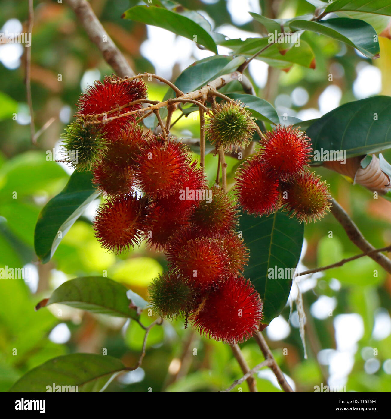 The rambutan is a medium-sized tropical tree in the family Sapindaceae,It is closely related to several other edible tropical fruits including the lyc Stock Photo