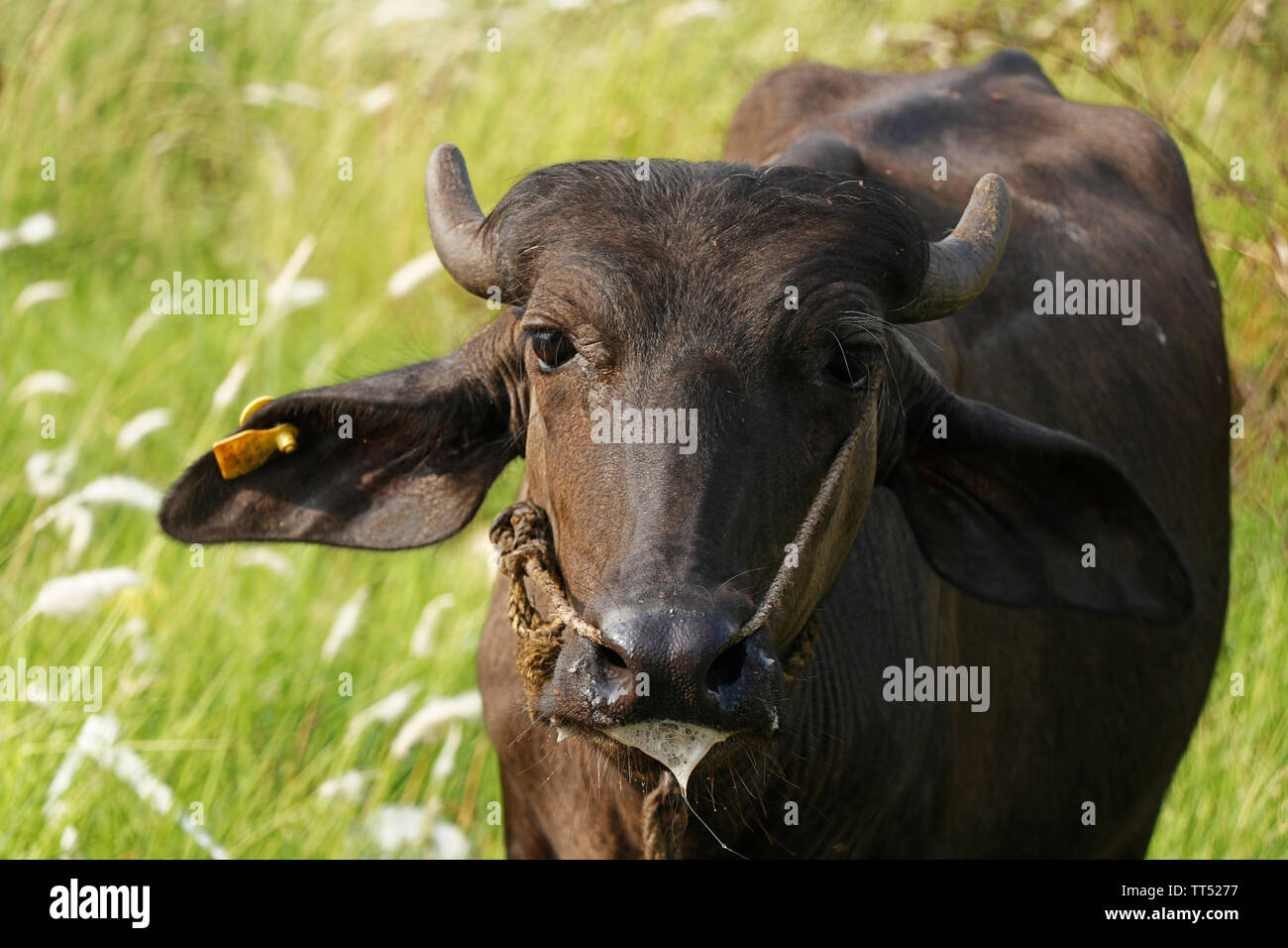 Indian black beef with ear stud on grass field Stock Photo