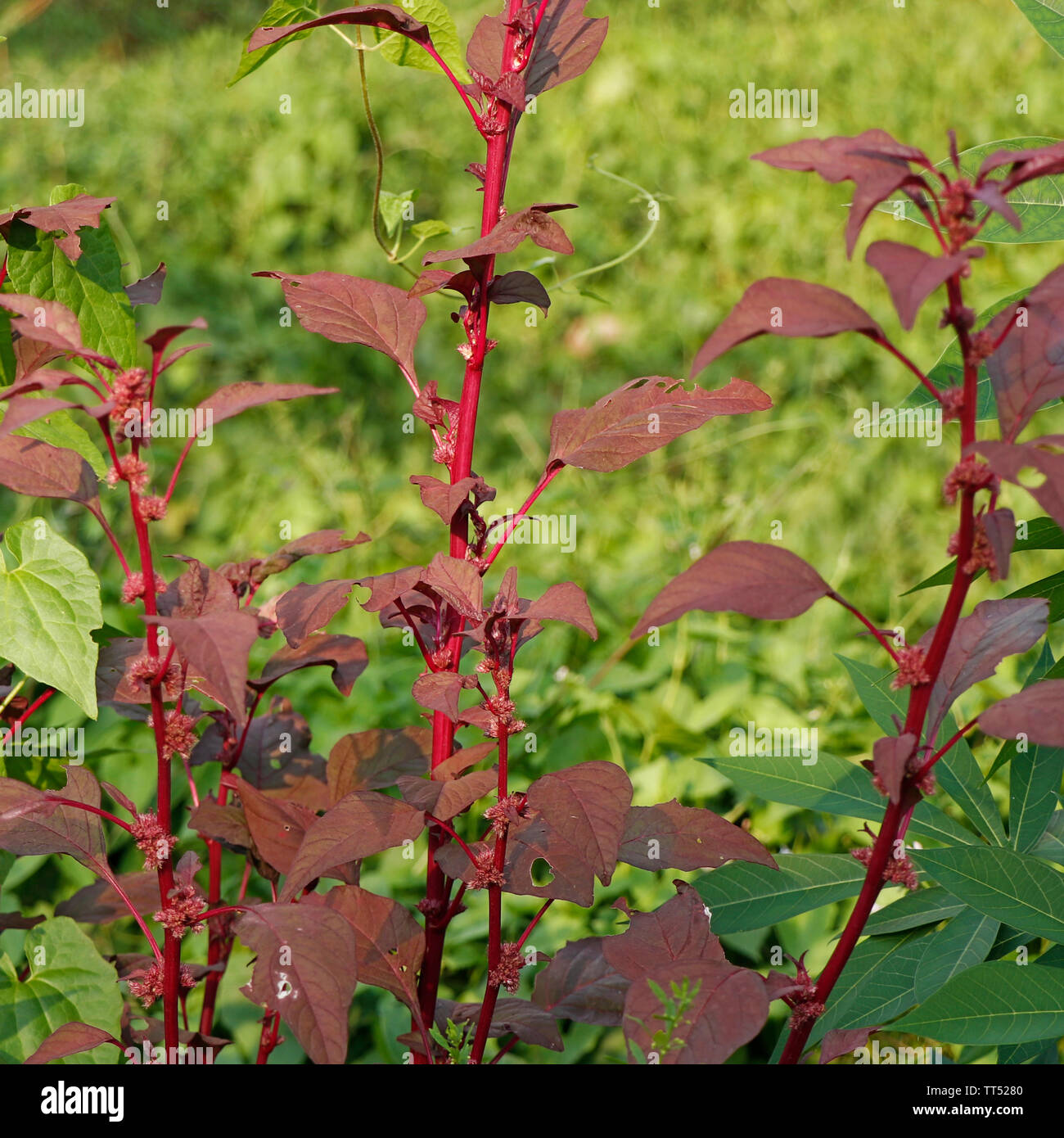 red spinach with seeds and flower Stock Photo Alamy