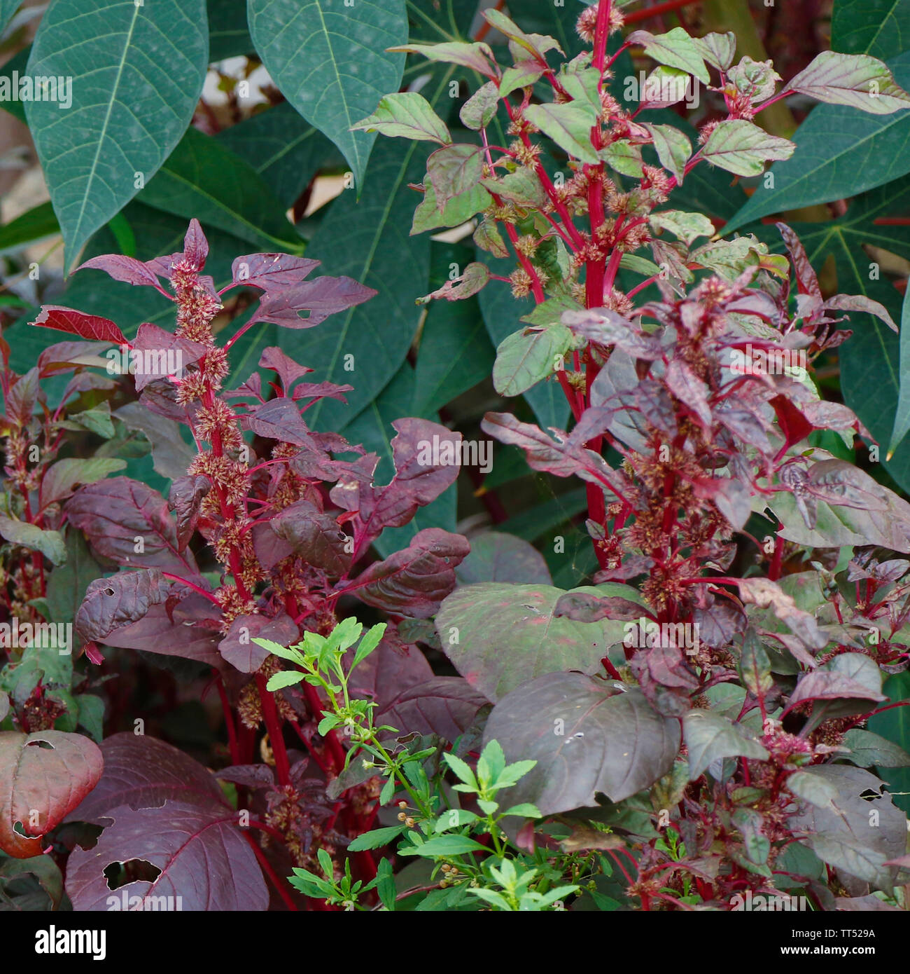 red spinach with seeds and flower Stock Photo Alamy