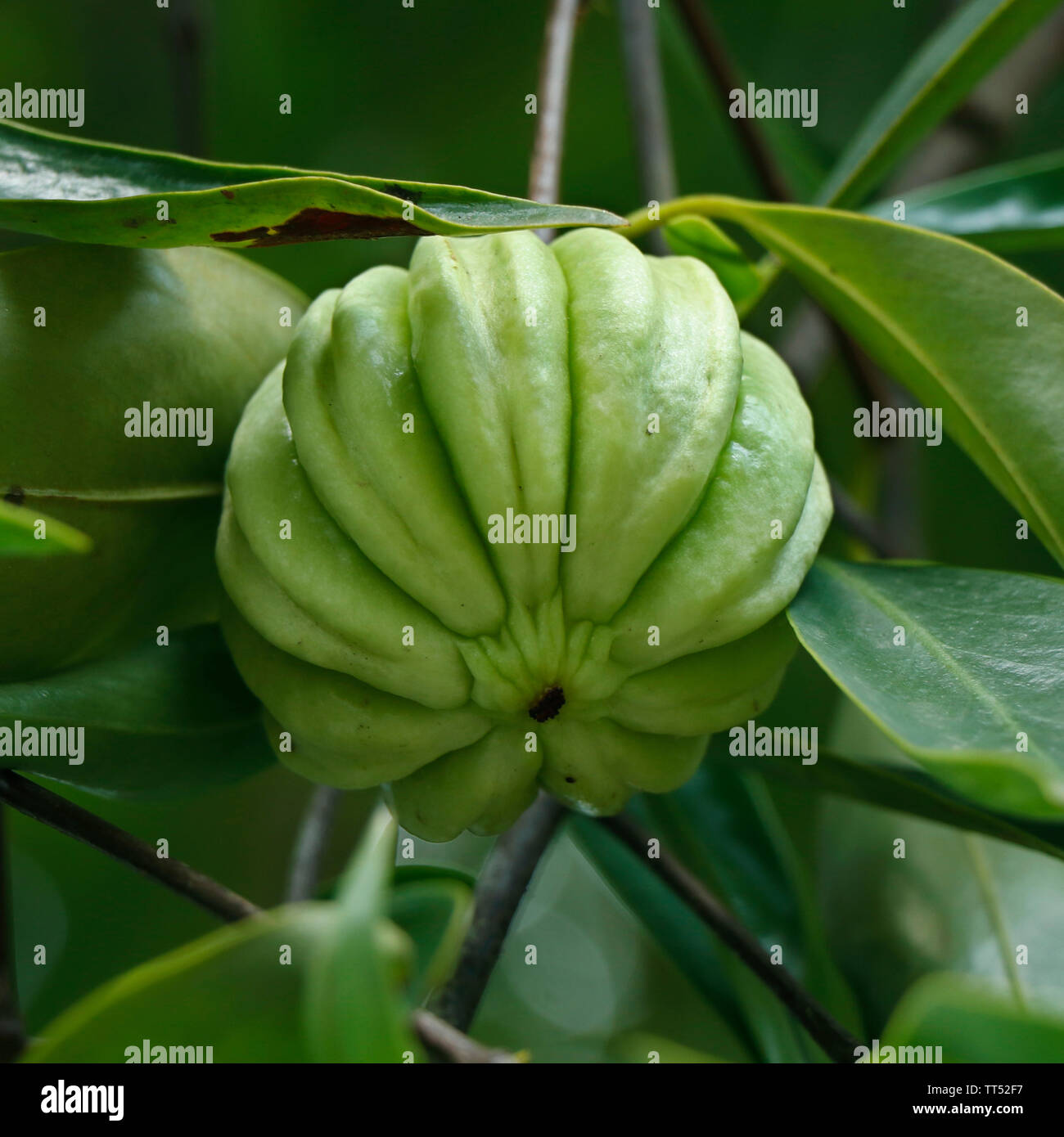 Garcinia gummi-gutta is a tropical species of Garcinia native to Indonesia. Common names include Garcinia cambogia, as well as brindleberry, Malabar t Stock Photo