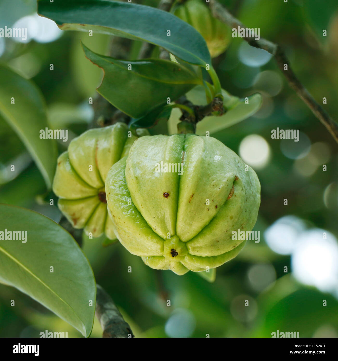 Garcinia gummi-gutta is a tropical species of Garcinia native to Indonesia. Common names include Garcinia cambogia (a former scientific name), as well Stock Photo