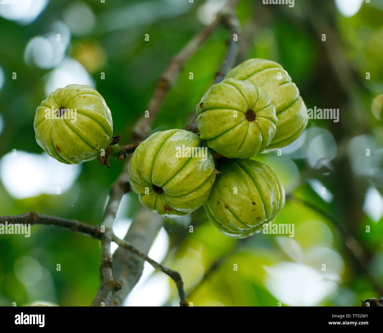 Garcinia gummi-gutta is a tropical species of Garcinia native to Indonesia. Common names include Garcinia cambogia, as well as brindleberry, Malabar t Stock Photo
