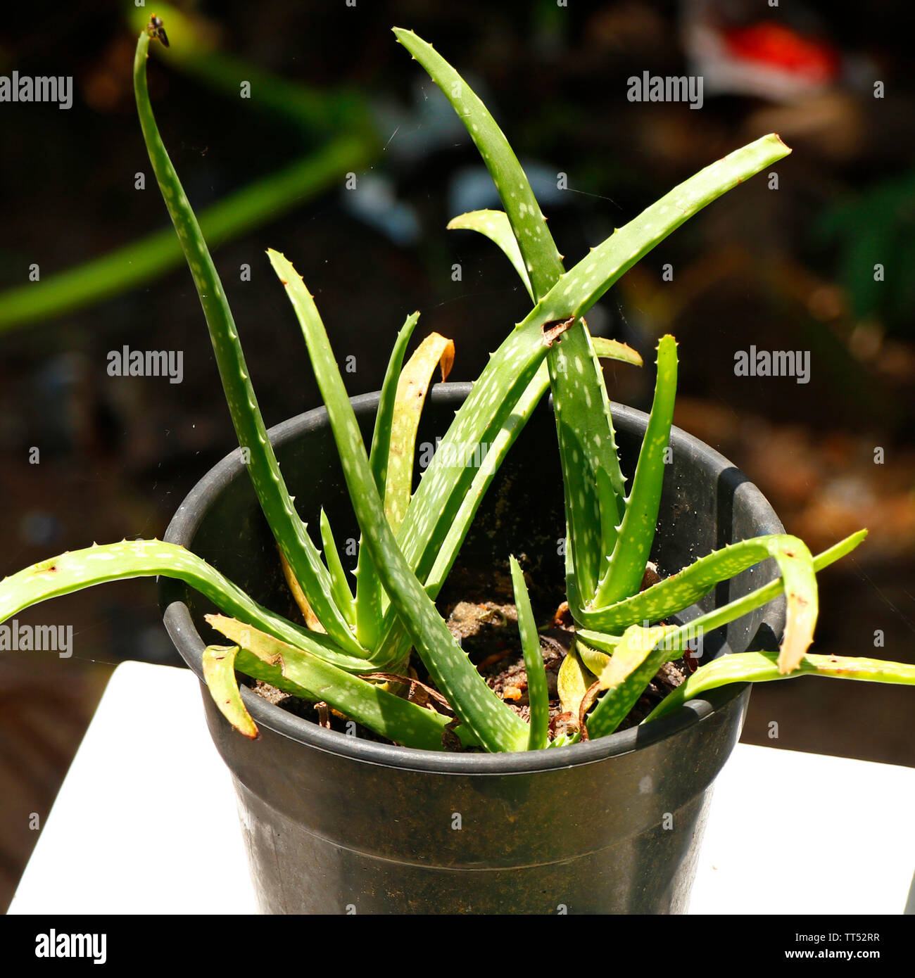 Aloe Vera Plant T Is Found In Many Consumer Products Including