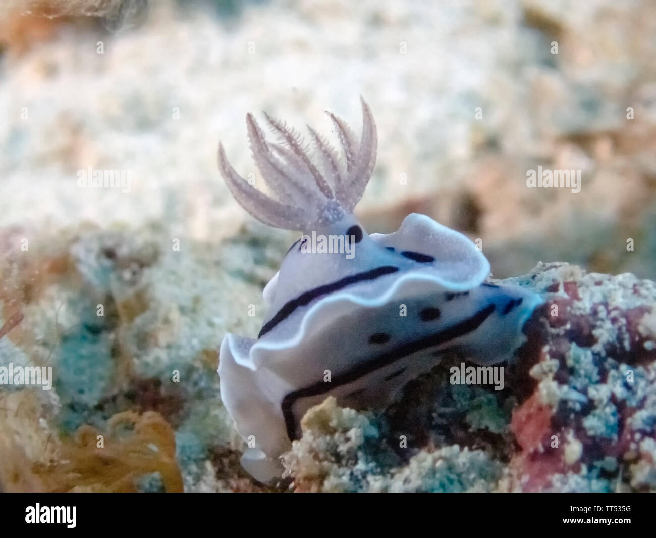 A close up of a Chromodoris willani nudibranch Stock Photo