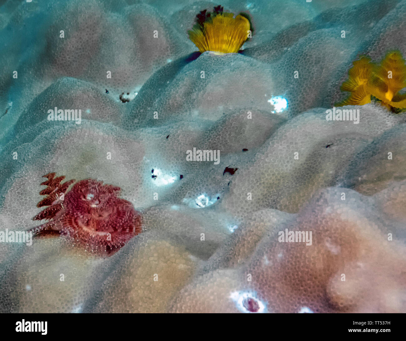 Colourful Christmas Tree Worms (Spirobranchus giganteus) on a piece of