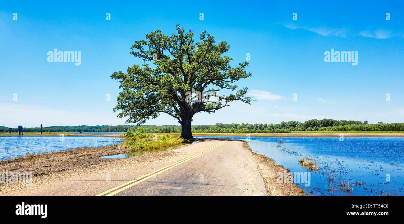 More than 300 year-old burr oak growing on side of road in Missouri surrounded with flood water of Missouri River; road is flooded too Stock Photo