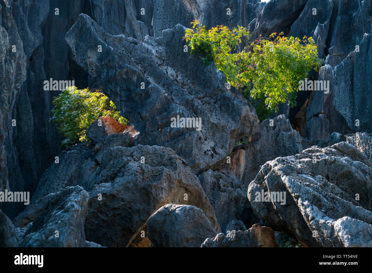 Trees among tall rocks formations of limestone, The Stone Forest ...
