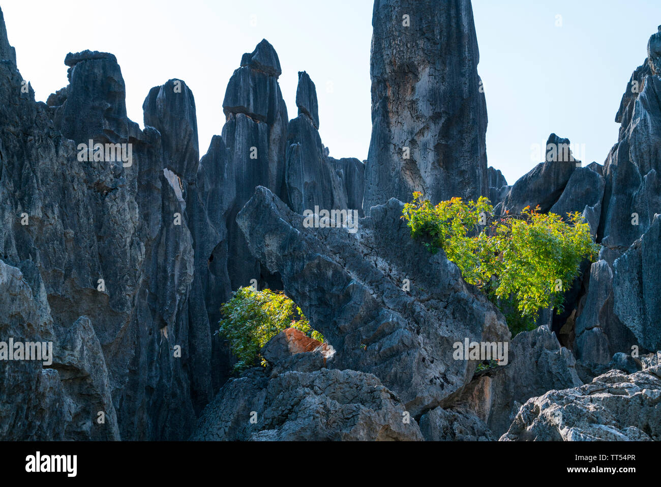 Trees among tall rocks formations of limestone, The Stone Forest ...