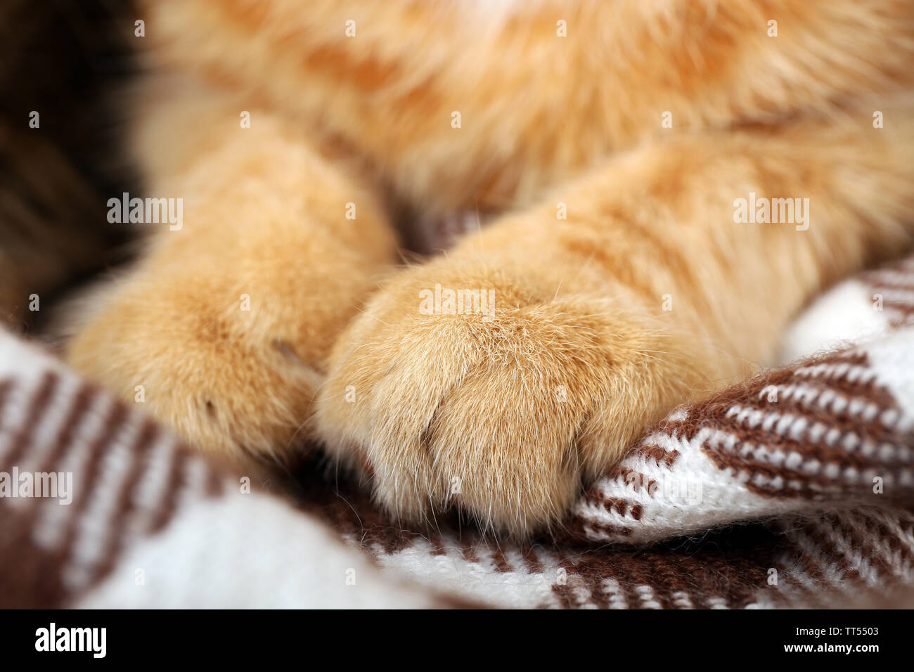 Cats paws cheap are red