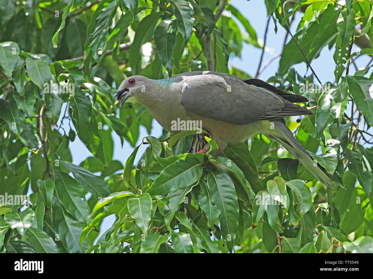 Ring-tailed pigeon - Wikipedia