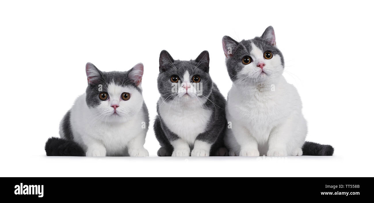 Cute Row Of 3 Blue With White British Shorthair Kittens Sitting